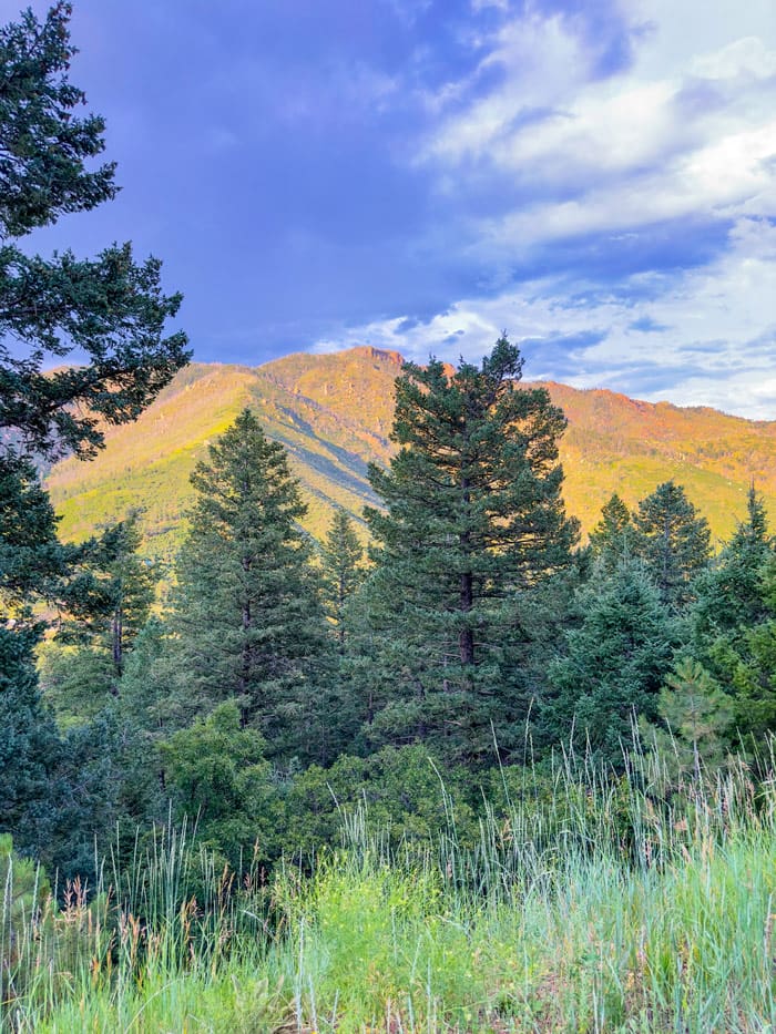 Homes & Land for Sale in Buena Vista CO, Salida, Chaffee, Lake & Park County - Realtor in Buena Vista CO - Aplenglow and pine trees